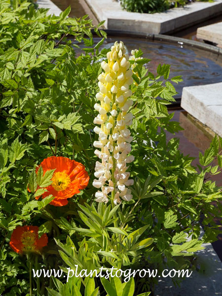 Lupine Gallery Yellow